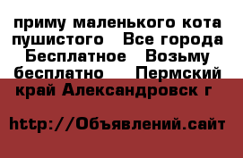 приму маленького кота пушистого - Все города Бесплатное » Возьму бесплатно   . Пермский край,Александровск г.